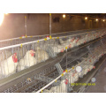 Poultry Cage Chicken Raising Equipment for Sale